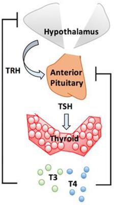 A new approach for the treatment of subthreshold bipolar disorders: Targeted high dose levothyroxine and repetitive transcranial magnetic stimulation for mitochondrial treatment